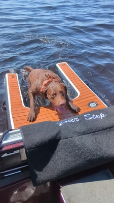 Portable Adjustable Folding Dog Ramp Inflatable Dog Dock Ramp Tangga Hewan Peliharaan Ramp anjing untuk kolam renang, danau, perahu dan dermaga
