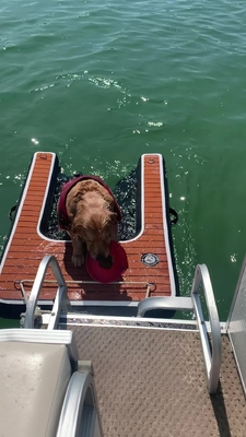 Portable Adjustable Folding Dog Ramp Inflatable Dog Dock Ramp Tangga Hewan Peliharaan Ramp anjing untuk kolam renang, danau, perahu dan dermaga
